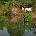 La Camargue