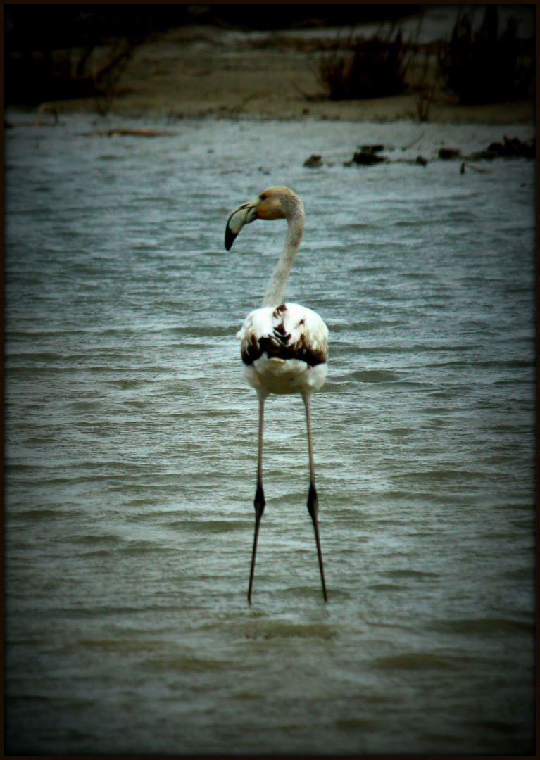 La Camargue 3