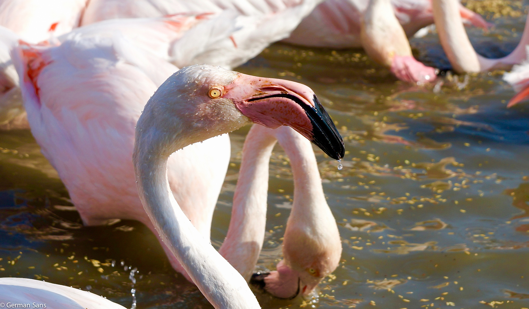 La camargue 3