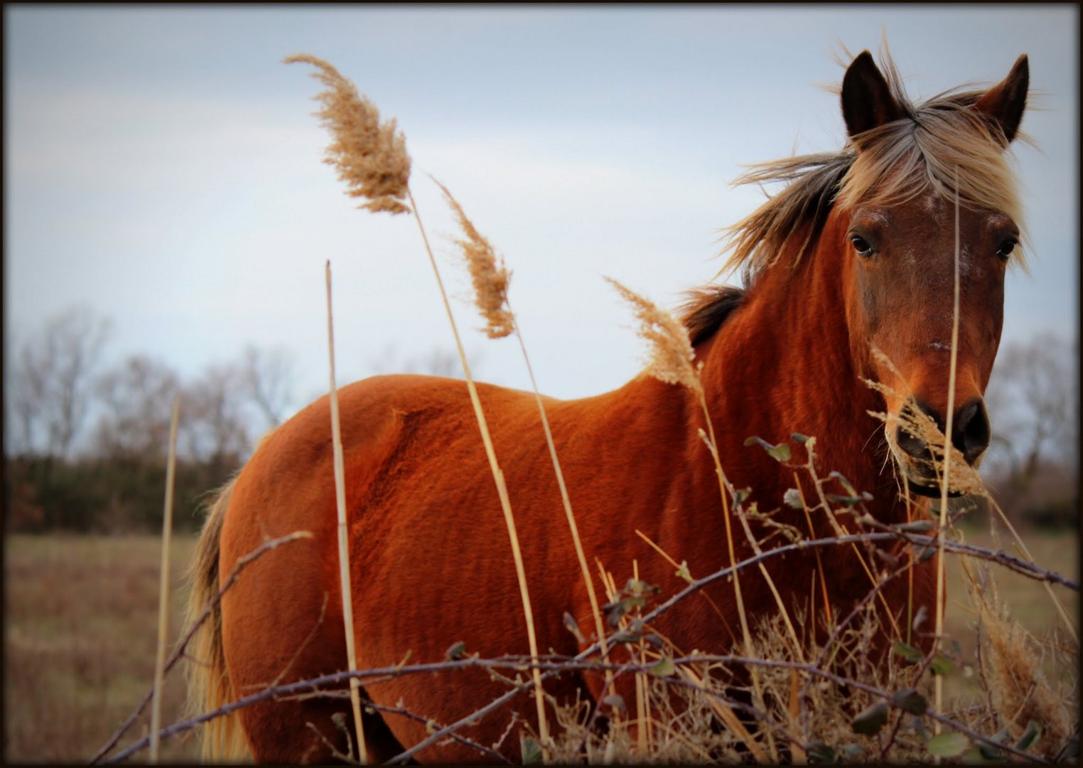 La Camargue 5