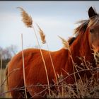 La Camargue 5