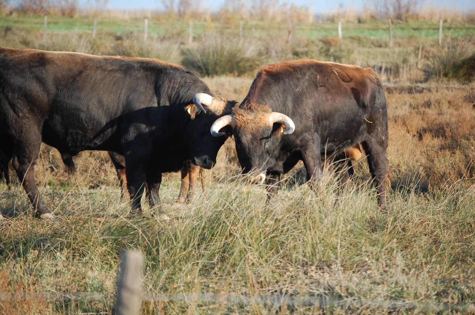 La Camargue