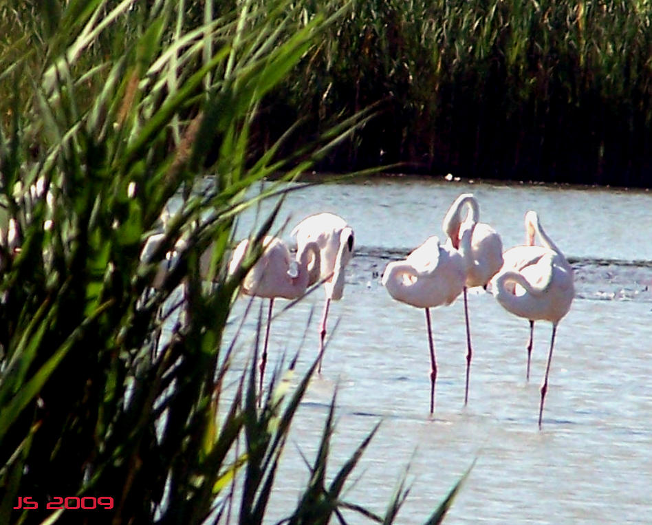 la camargue