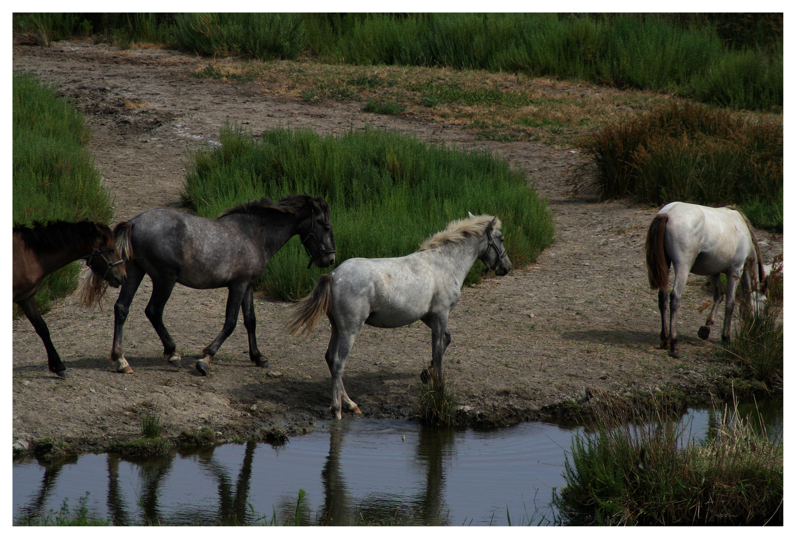 la Camargue