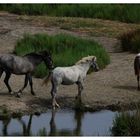 la Camargue