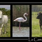 La Camargue