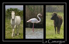 La Camargue