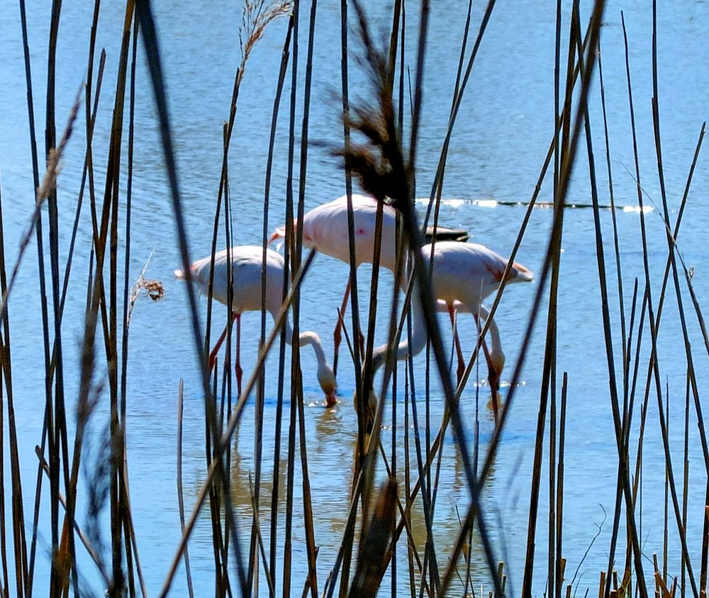 La Camargue