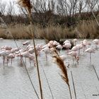 La Camargue (Bouches du Rhône)