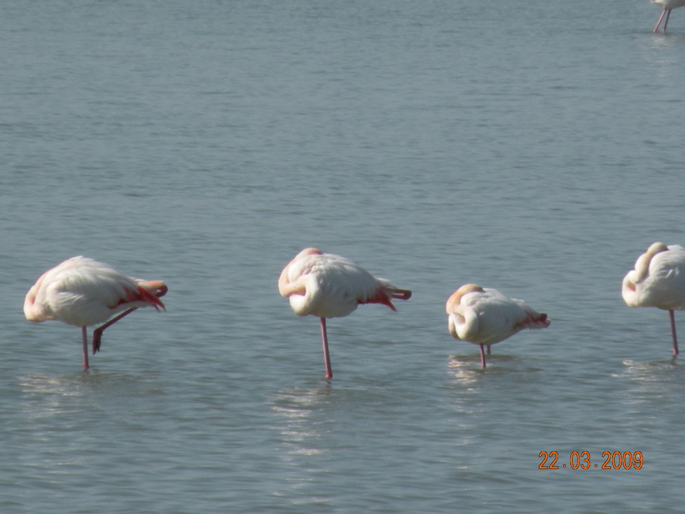 la camargue