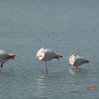 la camargue