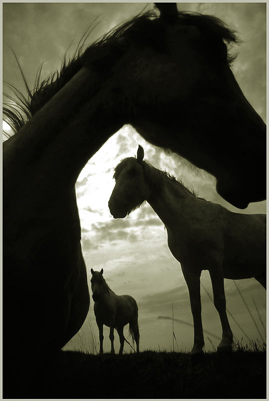 la camargue