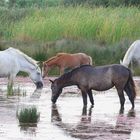 la camargue et ses chevaux