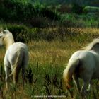 La Camargue - France