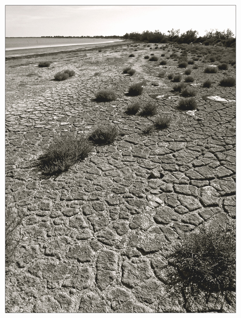 la Camargue que j'aime