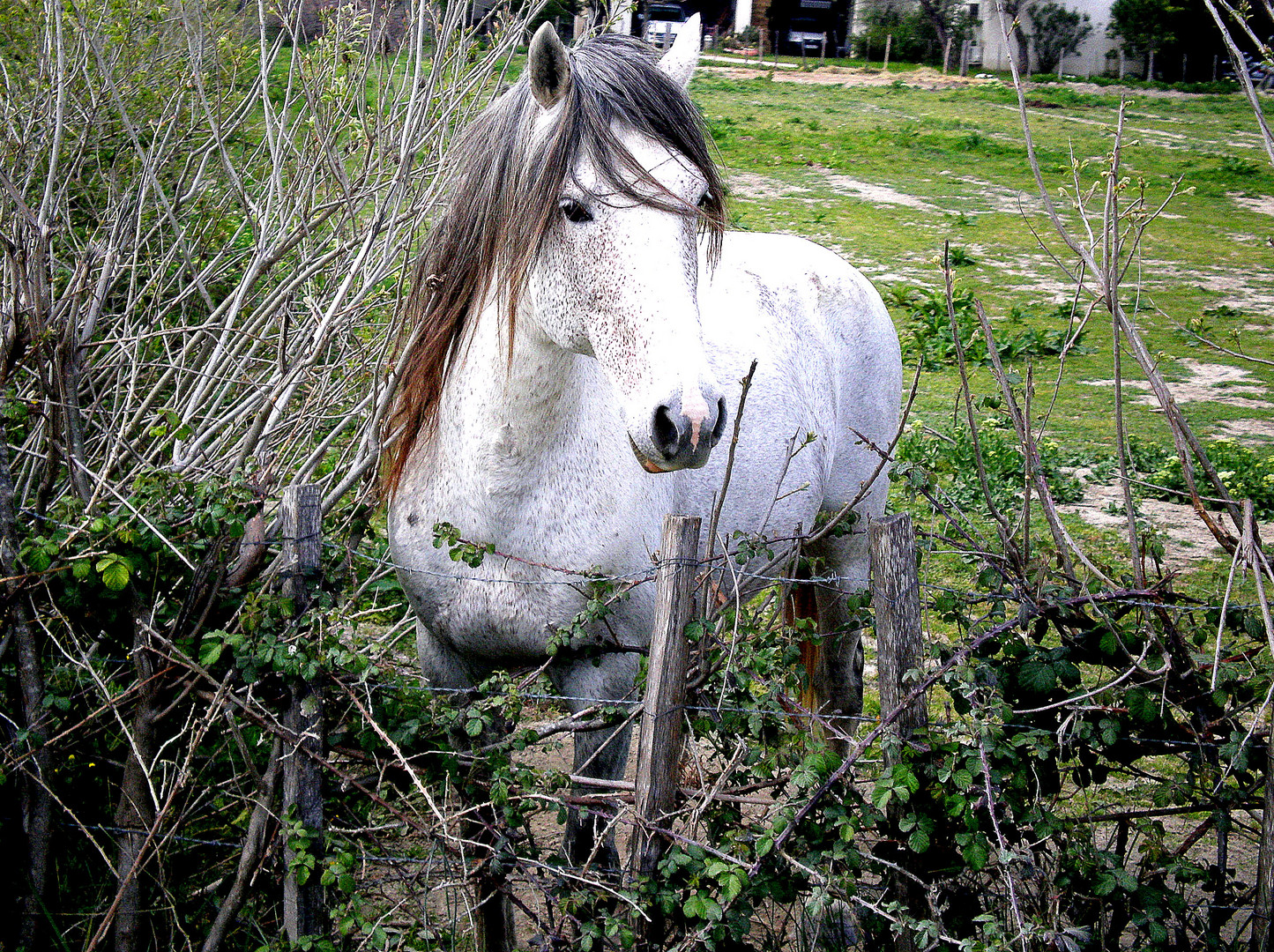 La Camargue, sur le dos d'un cheval