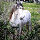 La Camargue, sur le dos d'un cheval