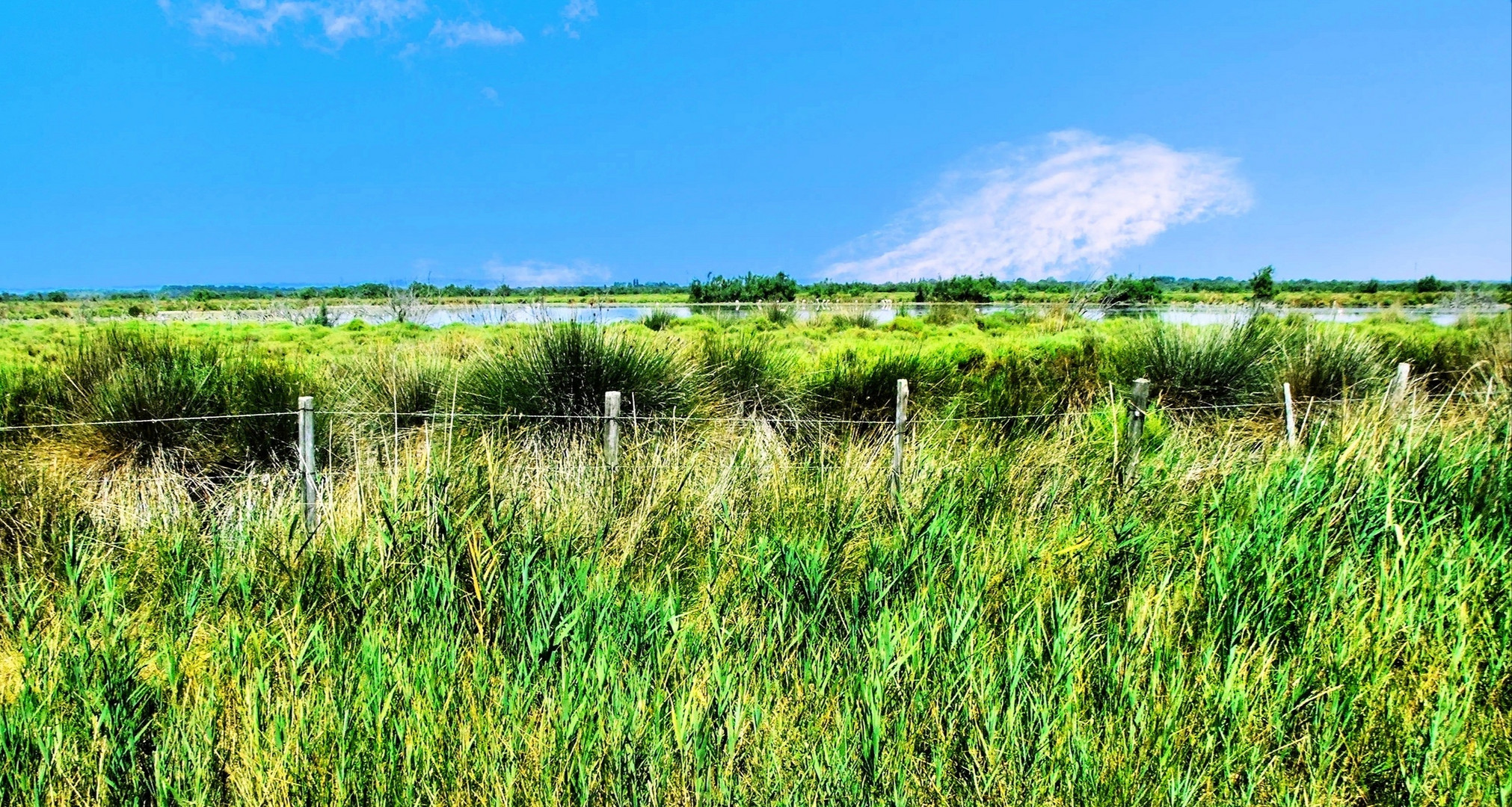 La Camargue verte