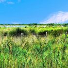 La Camargue verte