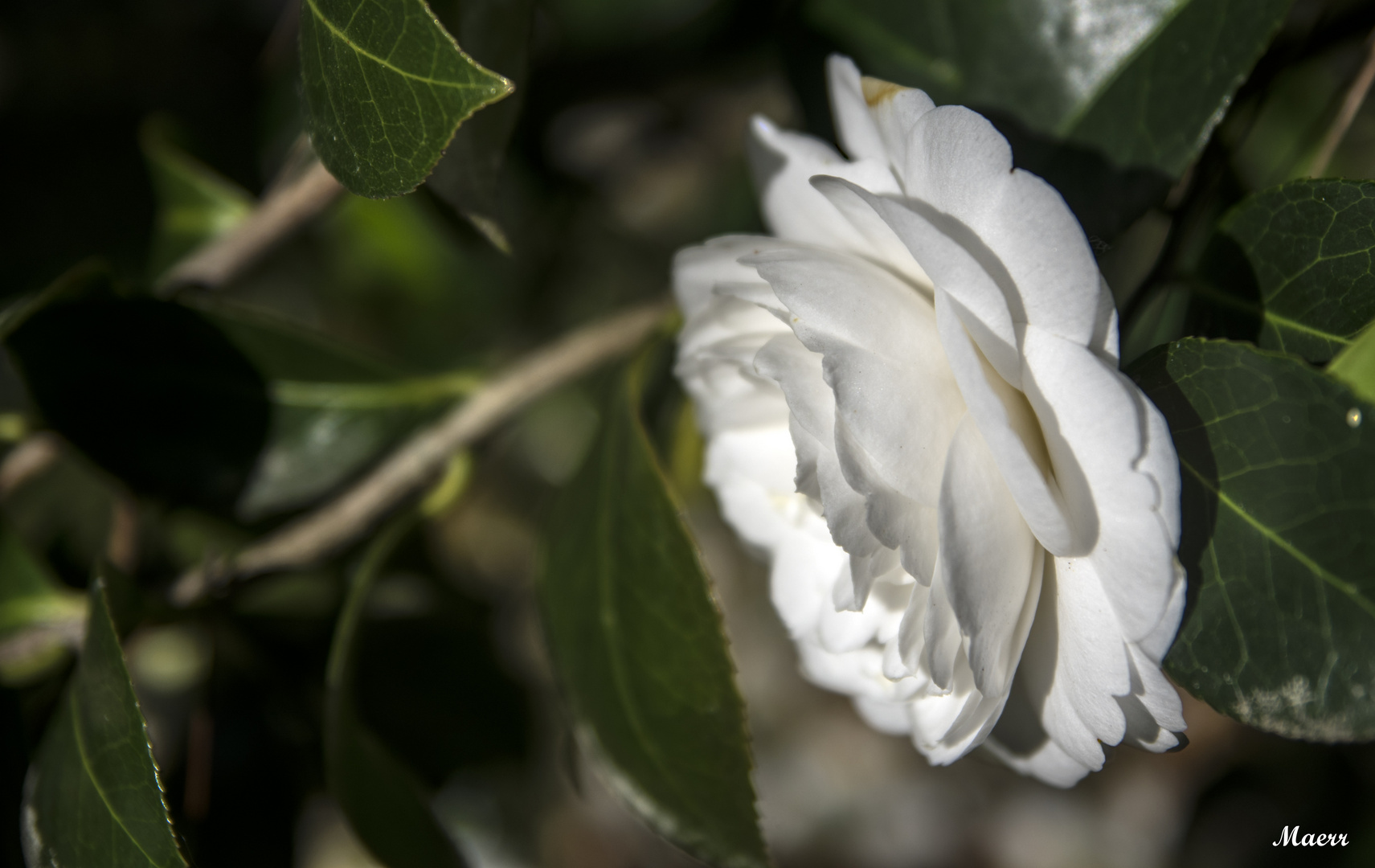 La camelia blanca