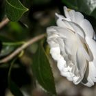 La camelia blanca