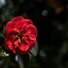 La camelia