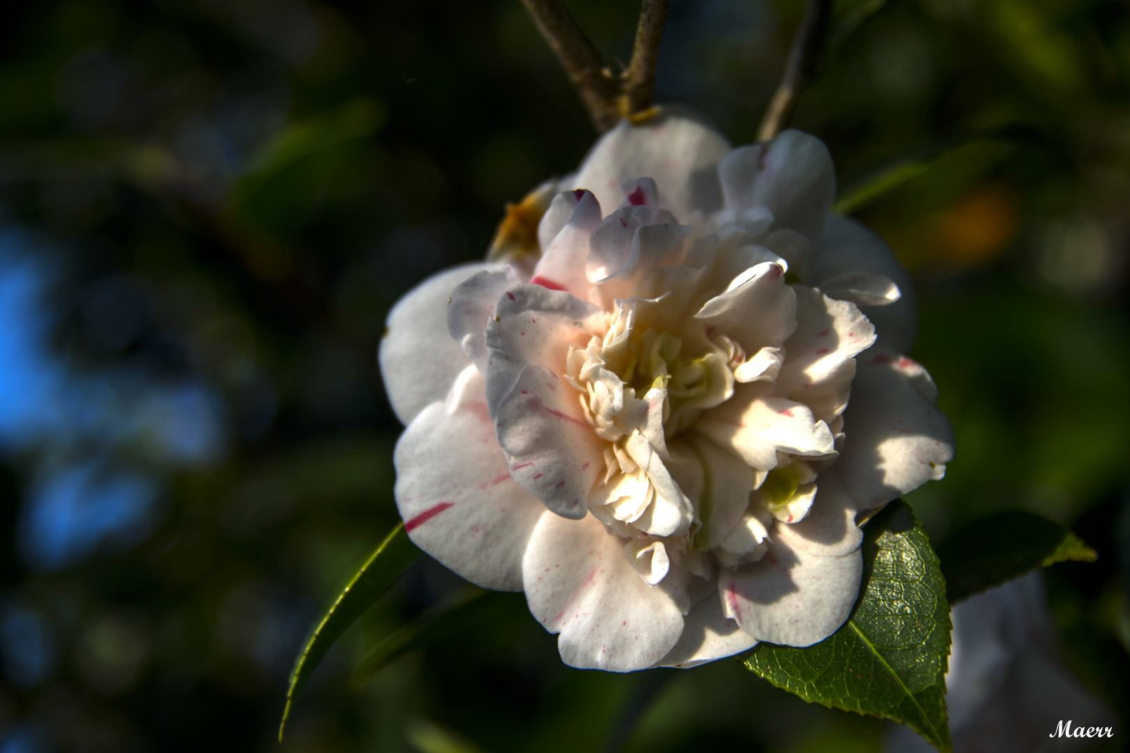 La camelia rosada