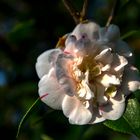 La camelia rosada