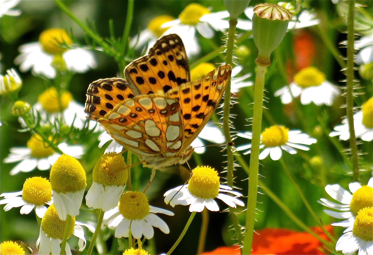 ...la camomille+le papillon !!!...