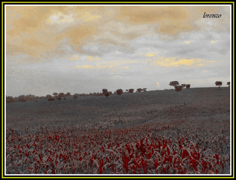 LA CAMPAGNA DI PUGLIA