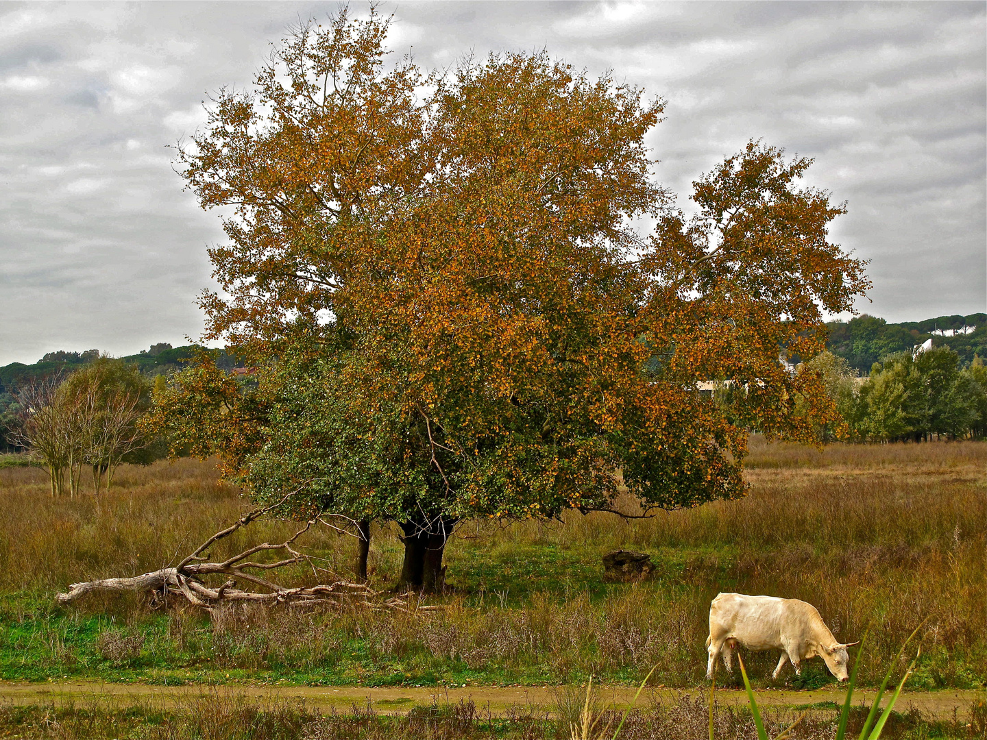 La campagna