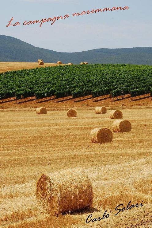 La campagna maremmana