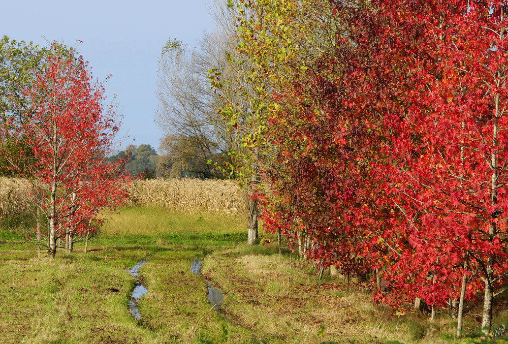 la campagne à l'automne