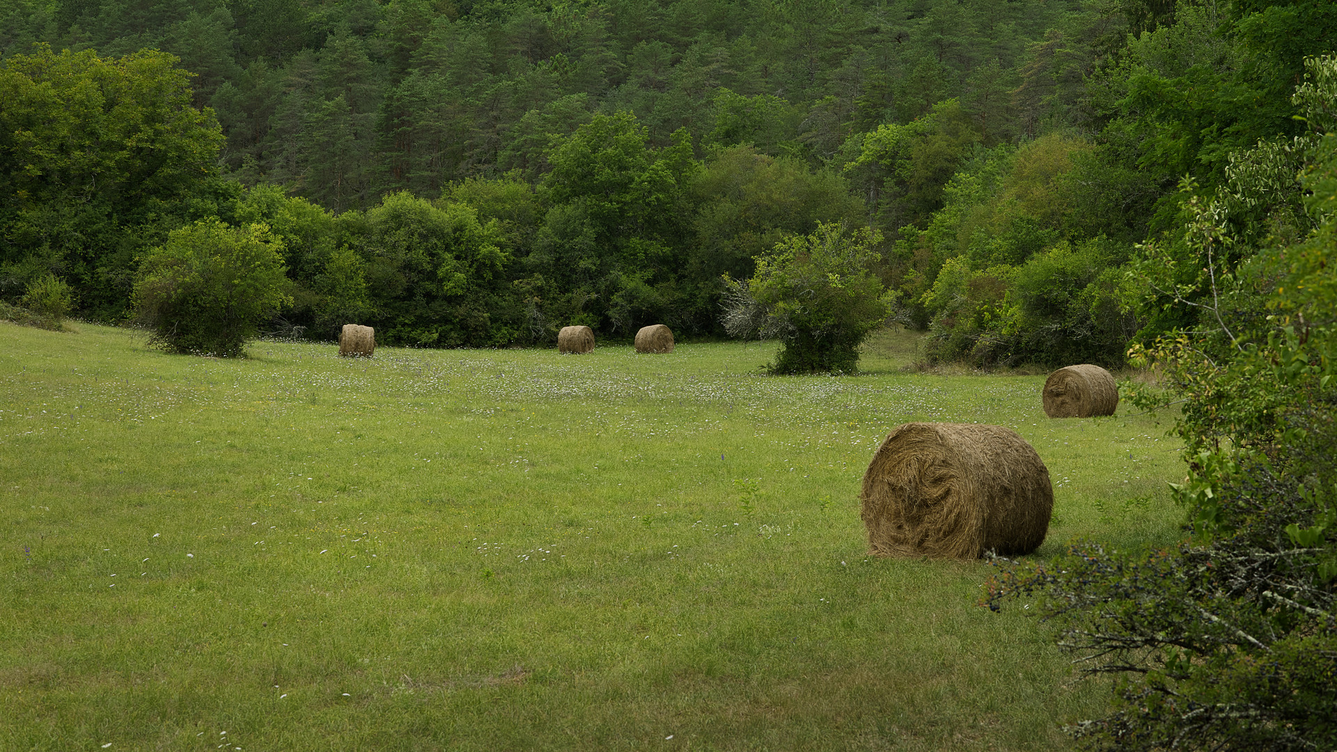 La campagne à Pezuls