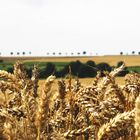 la campagne du Pas de Calais