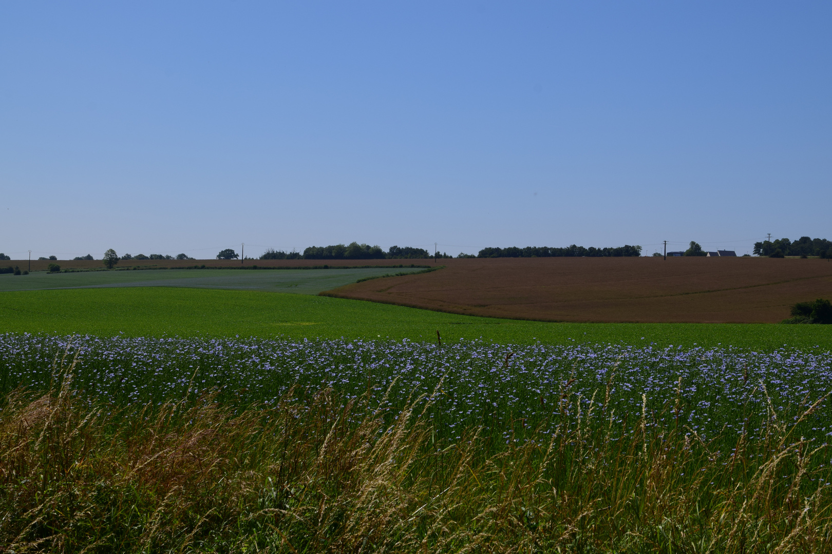 la campagne en été 