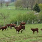 La campagne près de Salers