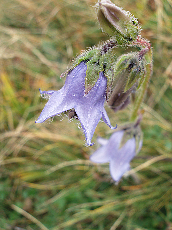 La campanula delle dolomiti