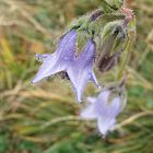 La campanula delle dolomiti