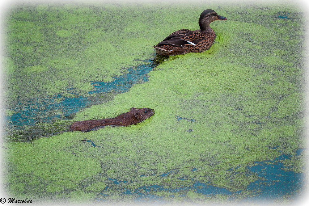 La cane et le rat