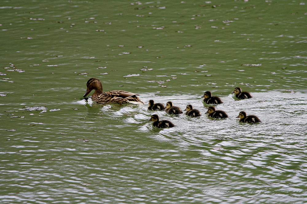 La canne et sa petite famille