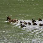 La canne et sa petite famille