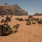 La caravane, prête au départ. Wadi Rum, Jordanie.