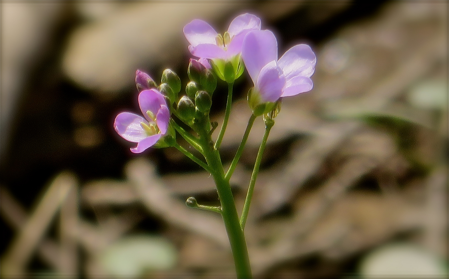 ...la cardamine de prés ...