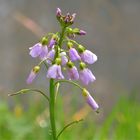 ... la  cardamine des prés !!!...