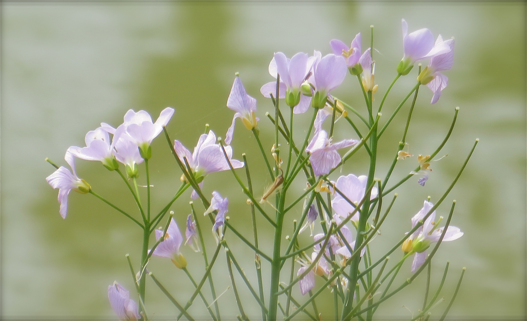 ...la cardamine des prés !!!...