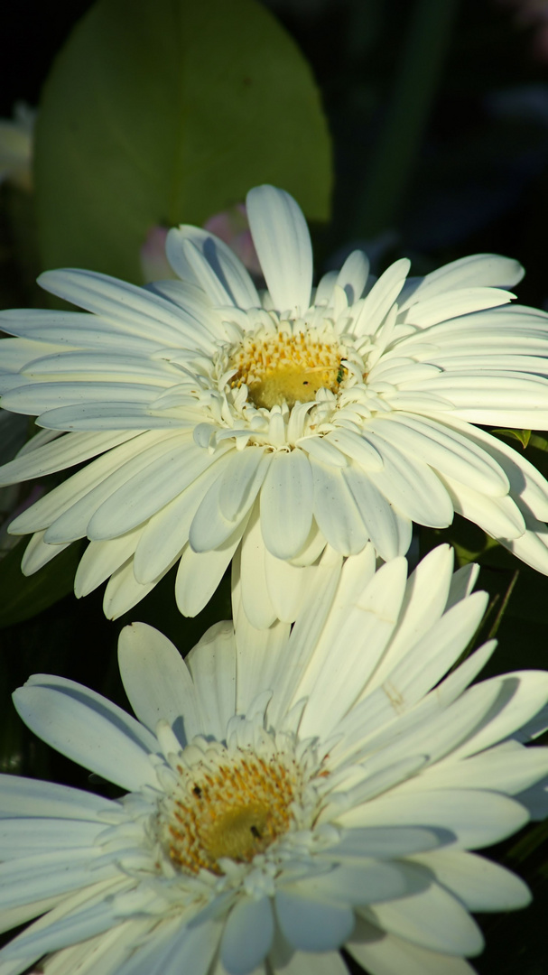 "La caresse d'un ange"