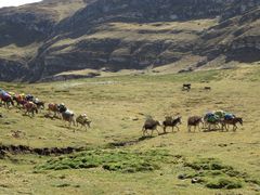 La carovana degli asini e degli "arrieros" ci raggiunge durante una nostra sosta