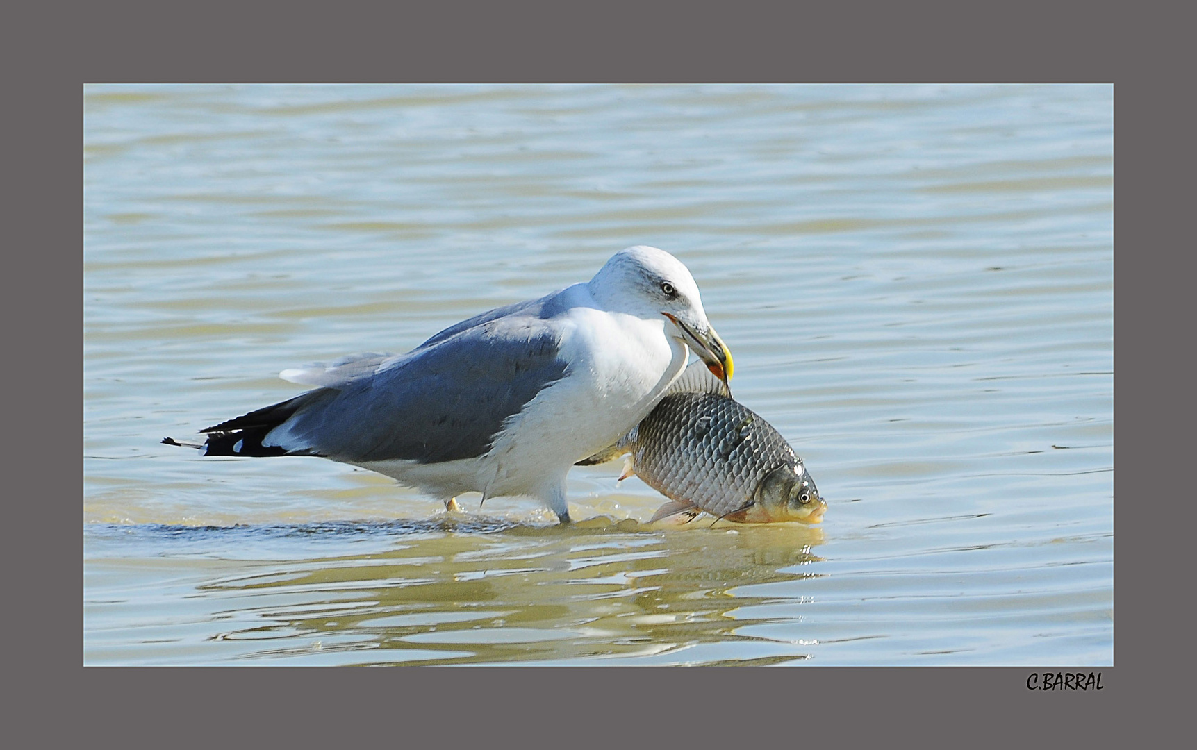 La Carpe et le Goeland