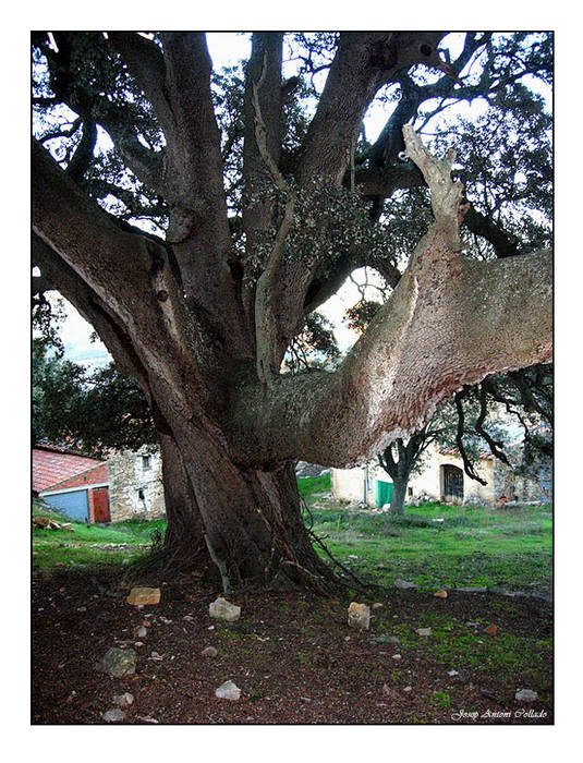 La Carrasca de Culla